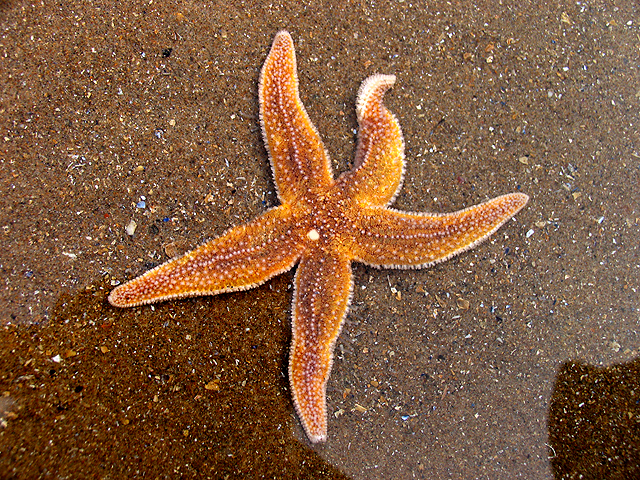 File:Starfish, Caswell Bay - geograph.org.uk - 409413.jpg
