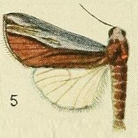 05-Poppaea sabina Fawcett, 1916.JPG