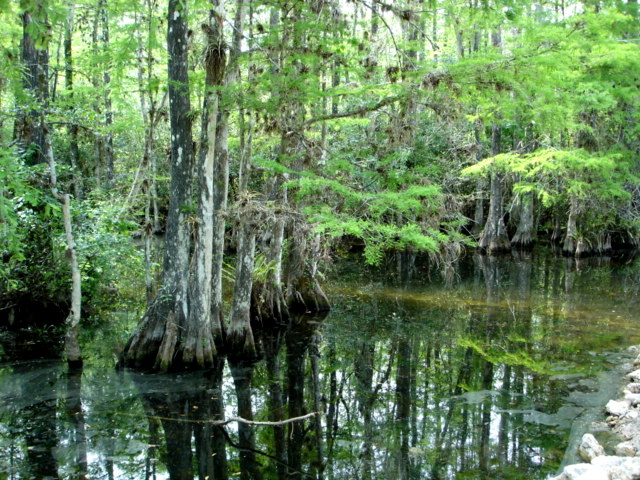 File:Everglades Park swamp.JPG