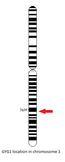 File:GYG-1 gene location.jpg