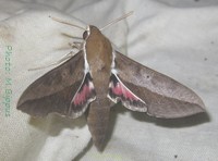 Hippotion biguttata (Walker, 1856).jpg