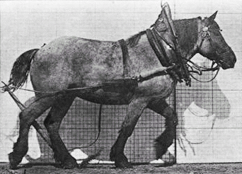 File:Muybridge horse walking animated.gif