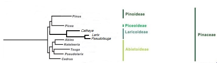 File:Pinaceae subfamily.jpg