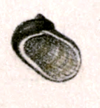 Synaptocochlea picta 001.jpg