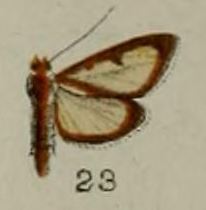 23-Hyalea pallidalis Hampson, 1898.JPG