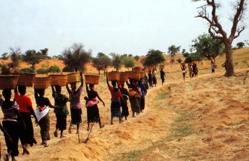 File:ASC Leiden - W.E.A. van Beek Collection - Dogon agriculture 05 - The women of a neighborhood ward with manure on their way to the field of one of them, Tireli, Mali 1990.jpg