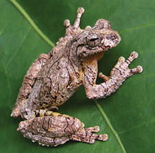 Dendropsophus novaisi IRDias2014 (cropped).jpg