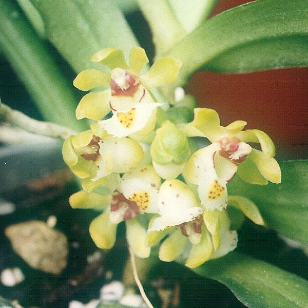 File:Gastrochilus somae flowers.jpg