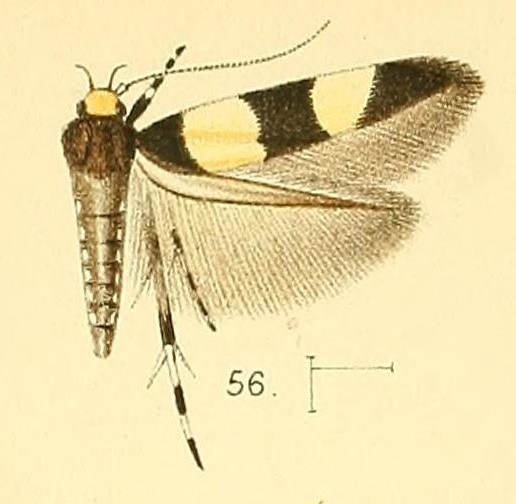 File:Pl.6-fig.56-Macrobathra fasciata (Walsingham, 1891) (Stagmatophora).jpg