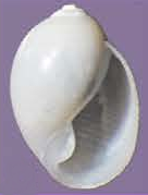 Ringiculoides kurilensis shell.png