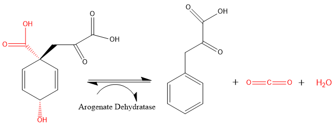 File:Secondary reaction catalyzed by arogenate dehydratase.png
