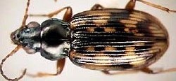 Bembidion intermedium.jpeg