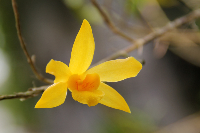File:Dendrobium salaccense - flower view 01.jpg