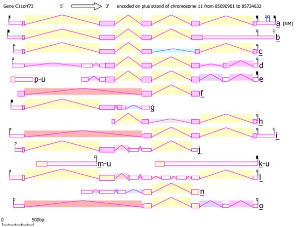 Isoforms of C11orf73.jpg