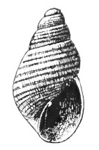 Odostomia aequisculpta 001.png