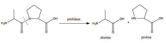 Prolidase cleavage of peptide to yield alanine and proline