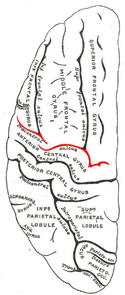 Gray725 precentral sulcus.png