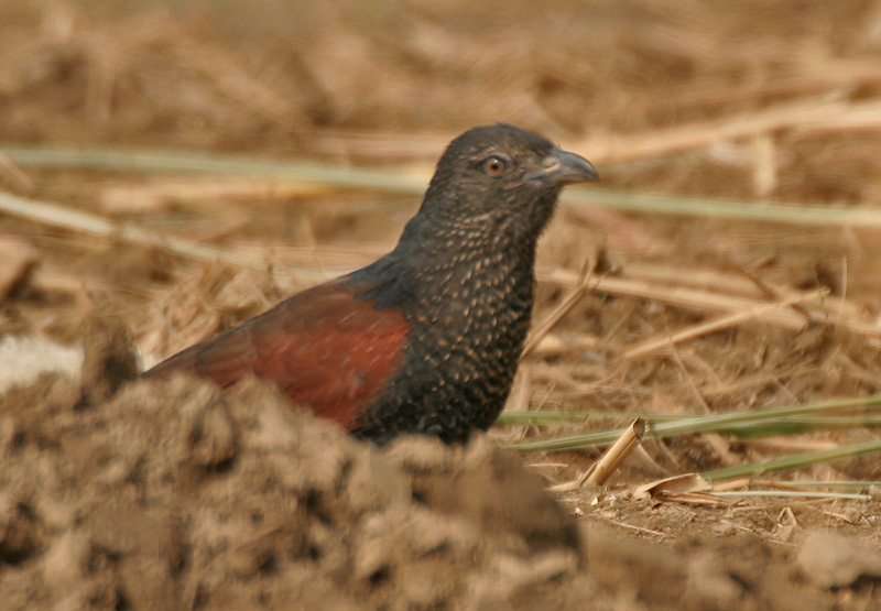 File:Greater Coucal (Centropus sinensis) - Immature at Hodal Iws IMG 1210.jpg
