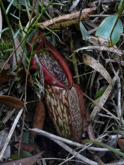 Nepenthes mapuluensis lower pitcher.jpg