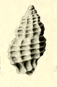 Pseudodaphnella stipata 001.jpg