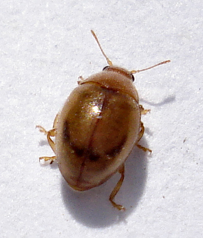 File:Rhyzobius chrysomeloides.jpg
