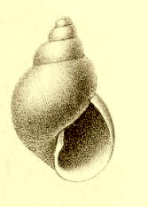 Toledonia major 001.jpg