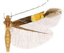 Cosmopterix himalia.JPG