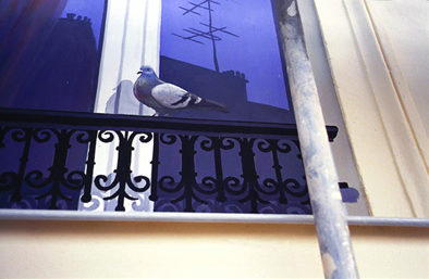 File:Le pigeon.jpg