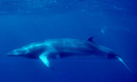 File:Minke Whale (NOAA).jpg