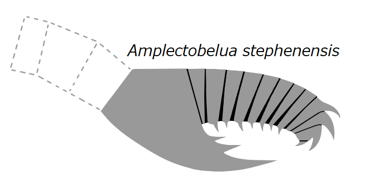 File:20191221 Radiodonta frontal appendage Amplectobelua stephenensis.png