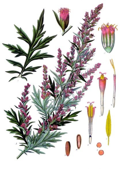 File:Artemisia vulgaris - Köhler–s Medizinal-Pflanzen-016.jpg