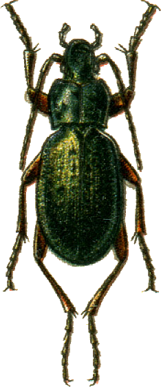 Carabus truncaticollis Jacobson.png