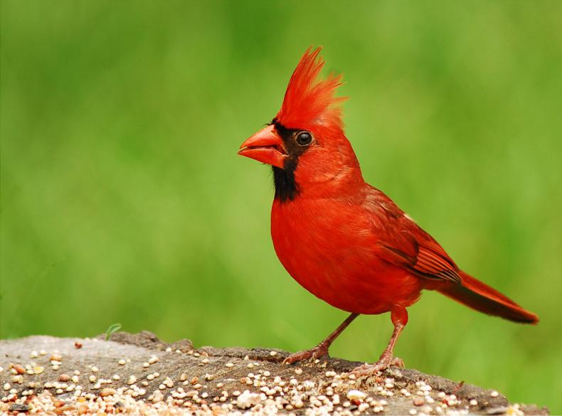 File:Cardinal.jpg