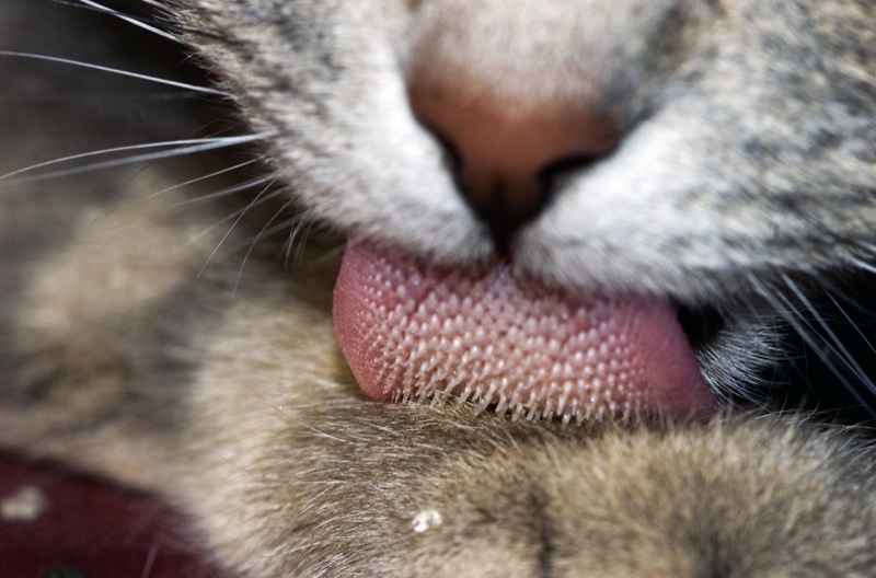 File:Cat tongue macro.jpg