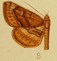Pl.38-08-Eucampima coenotype (Hampson, 1910) (Zethes).JPG