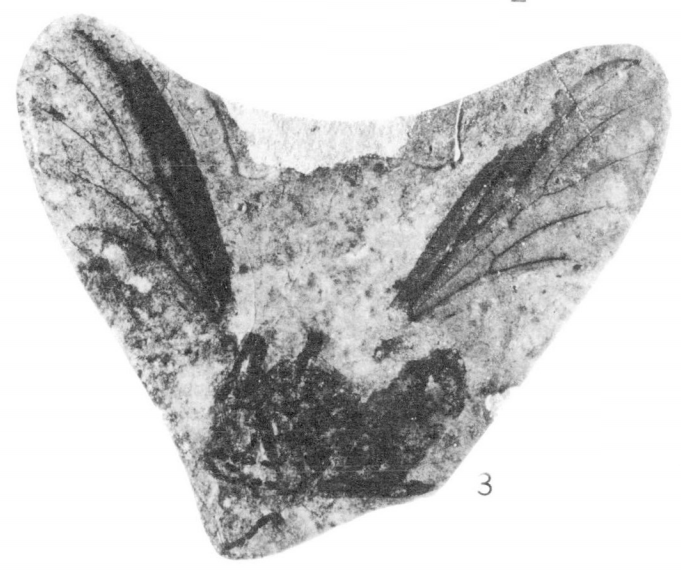 File:Plecia transitoria holotype Rice 1959 pl3 fig3.png