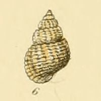 Rissoa cimicoides (Sowerby).jpg