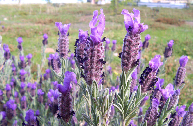 File:Topped lavender02.jpg