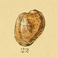 Velutina flexilis (Sowerby).jpg