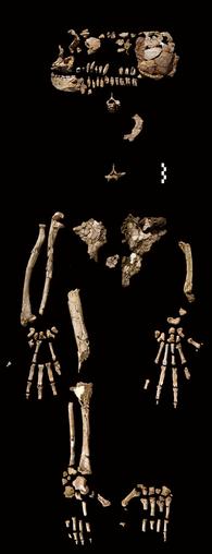 Ardipithecis Ramidus skeleton 1994-1996.jpeg