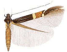 Cosmopterix karsholti.JPG