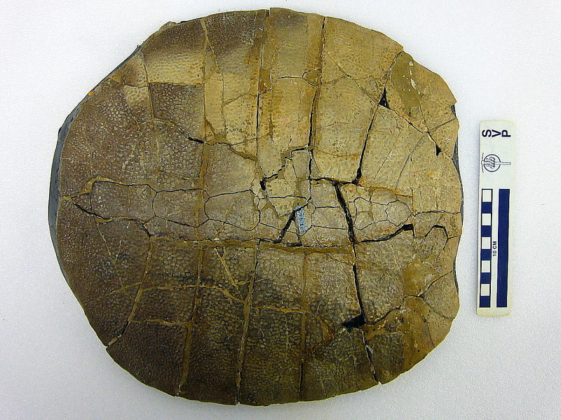 File:Eocene Turtle Fossil.jpg