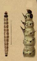 Epischnia cretaciella larvae.JPG