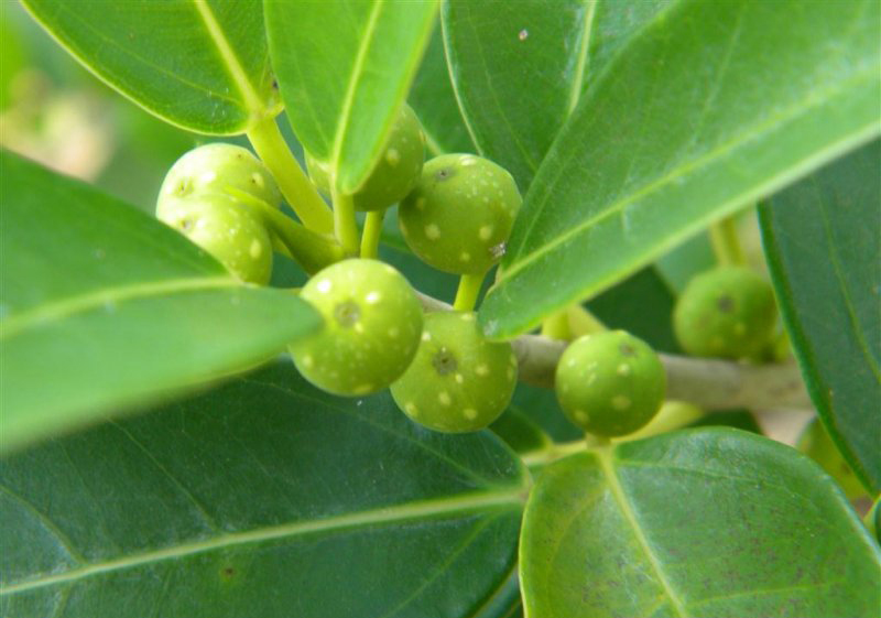 File:Ficus burtt-davyi figs00.jpg