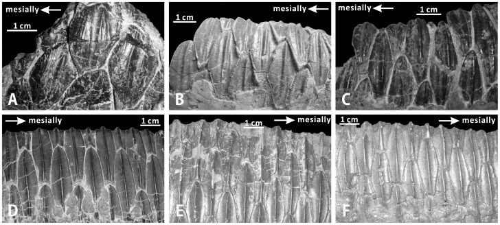 File:Hadrosauroid tooth primary ridges.jpg