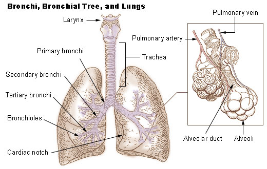 File:Illu bronchi lungs.jpg