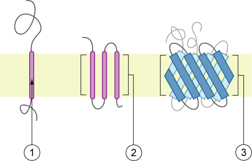 File:Polytopic membrane protein.png