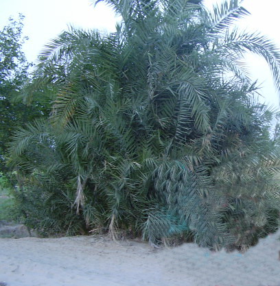File:A tree in desert.jpg