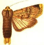 Acanthodica cabra.JPG