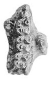 Koobor notabilis maxilla.jpg